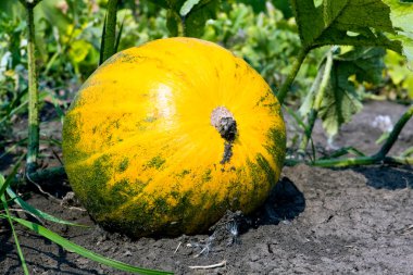 pompoen op moestuin