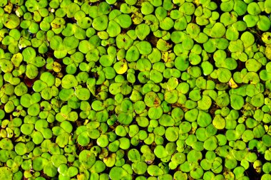 Duckweed clipart