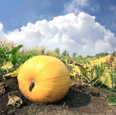 pompoen op moestuin