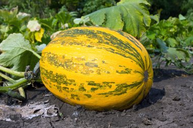 pompoen op moestuin