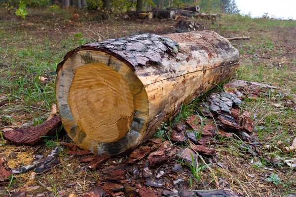 Log tagliato nella foresta — Foto Stock
