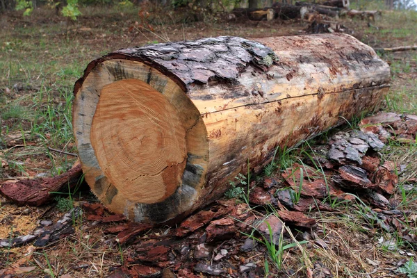 Tree beam in forest after rain — Stock Photo, Image