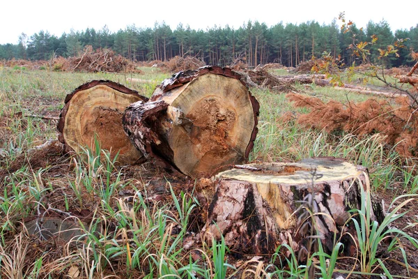 Mancha de corte florestal — Fotografia de Stock