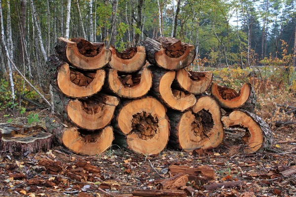 Tűzifa készlet az erdő — Stock Fotó