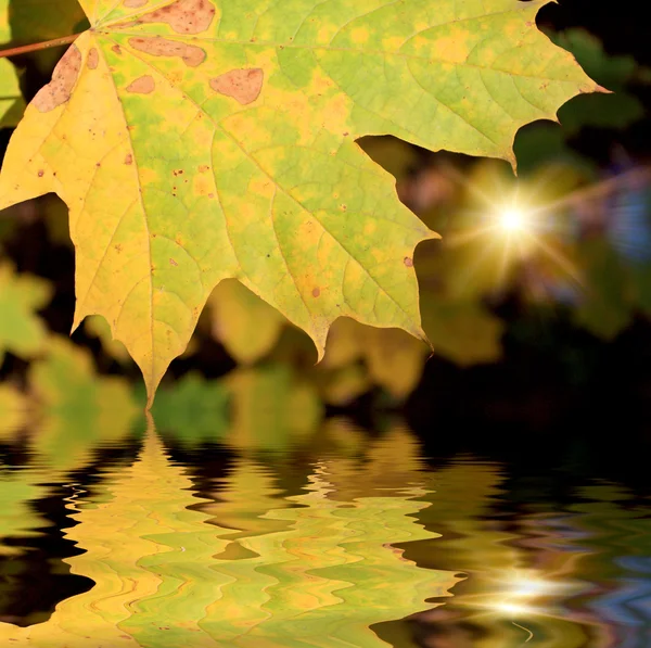 Осенняя листовка — стоковое фото