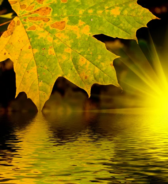 Herbstthema mit Blatt — Stockfoto