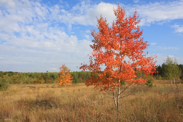 stock image Autumn in Forest