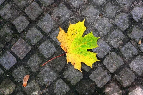 stock image Autumn tree leaf on pavement