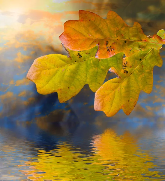 Autumn theme with leafs — Stock Photo, Image