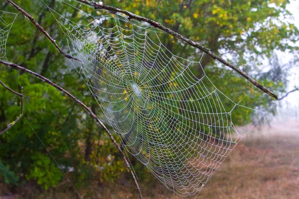 Web dans la forêt du matin — Photo