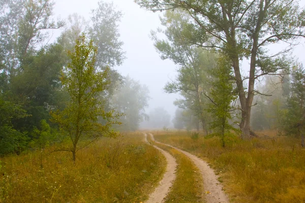 Landelijke weg in mistige bos — Stockfoto