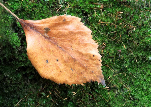 Мертвый лист на зеленом мху — стоковое фото