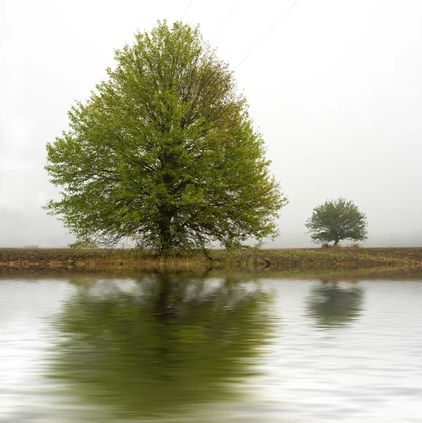 Tree in fog near water — Stock Photo, Image