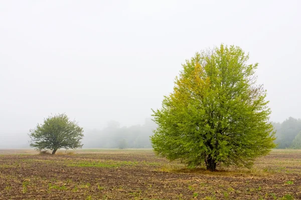 Bomen op ochtend veld in mist — Stockfoto