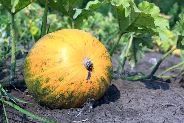 Pumpkin on vegetable garden — Stock Photo, Image