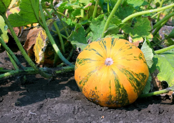 Orange pumpkin on vegetable garden — Stock Photo, Image