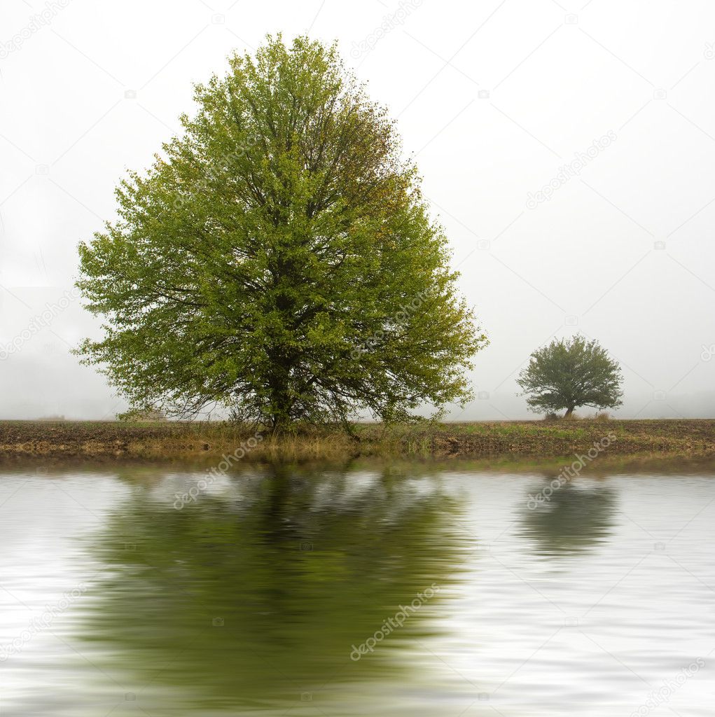 Tree in fog near water
