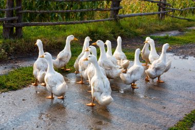 Goose on rural farm clipart