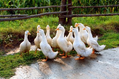 White goose on rural farm clipart