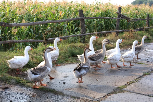 Стадо гусей — стоковое фото