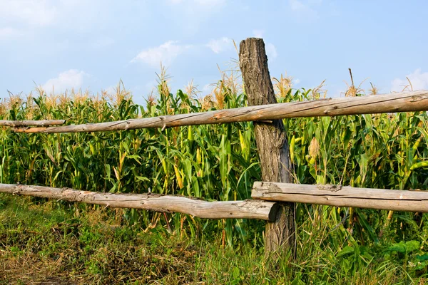 Wiew na drewniany płot w pobliżu polu kukurydzy — Zdjęcie stockowe