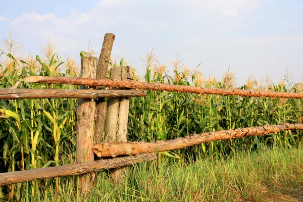 Drewniany płot w pobliżu polu kukurydzy — Zdjęcie stockowe