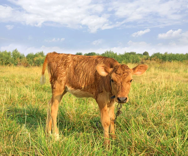 Funny calf on rural meadow — Stock Photo, Image