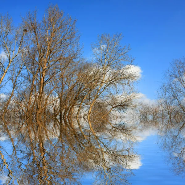 Stromy ve vodě — Stock fotografie