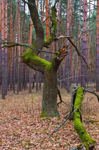 Выдержанное дерево в лесу — стоковое фото