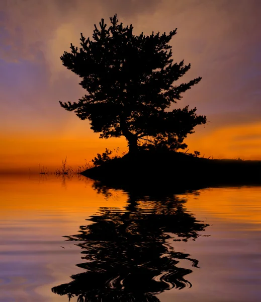 Tree on sunset background — Stock Photo, Image