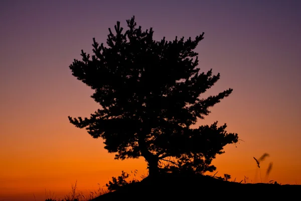 Tree on red sunset sky baclground — Stock Photo, Image