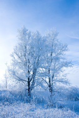 Two tree under snow at winter clipart