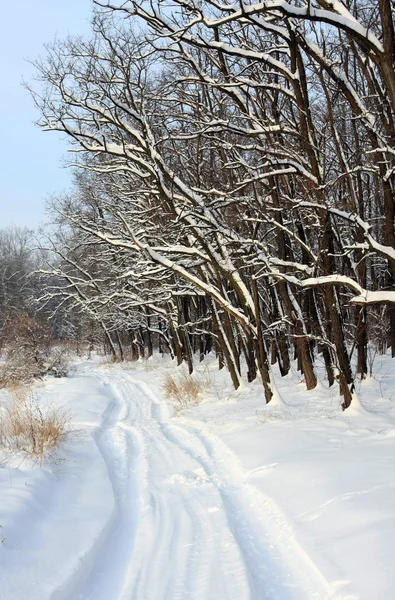 Weg in het winterbos — Stockfoto