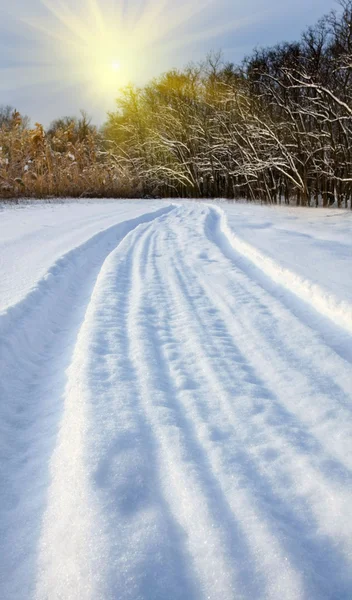 Strada nella foresta invernale — Foto Stock