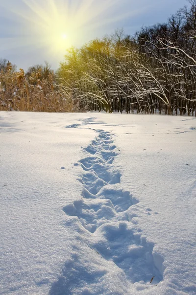 Pista sulla neve — Foto Stock