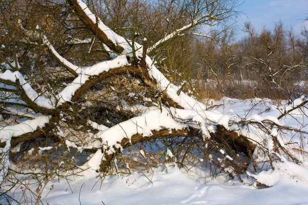 Old dry tree under snow — Stock Photo, Image