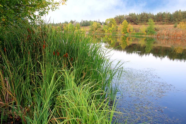 Zielone trzciny w pobliżu brzegu rzeki — Zdjęcie stockowe