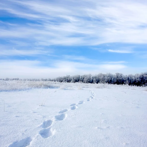 Footsteps on snowbound meadow — Stock Photo, Image