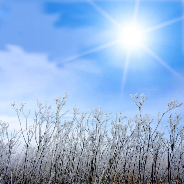 Frosted grass and winter sun — Stock Photo, Image