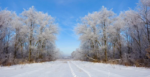 Bonito invierno en el bosque — Foto de Stock