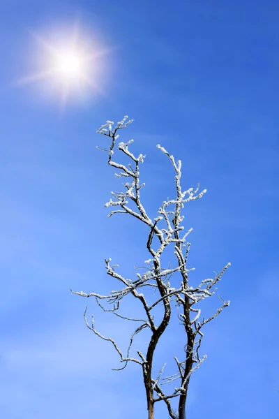 Ağaç dalları ile hoarfrost — Stok fotoğraf