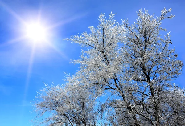 Zimą słońce — Zdjęcie stockowe