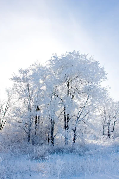 Árboles congelados —  Fotos de Stock