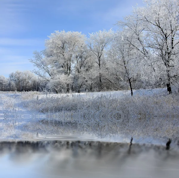 Winters tafereel met bomen — Stockfoto