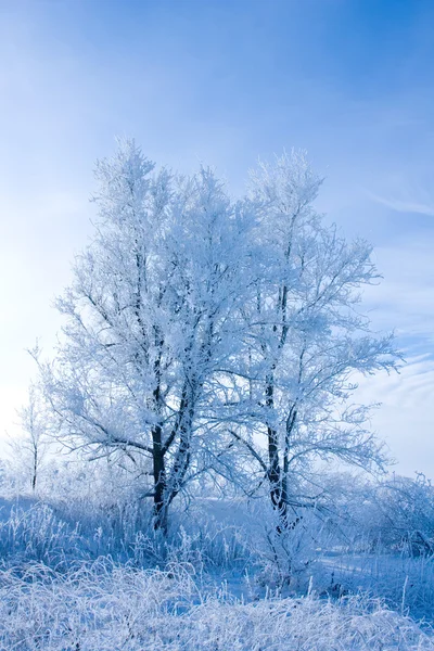 Два дерева под снегом зимой — стоковое фото