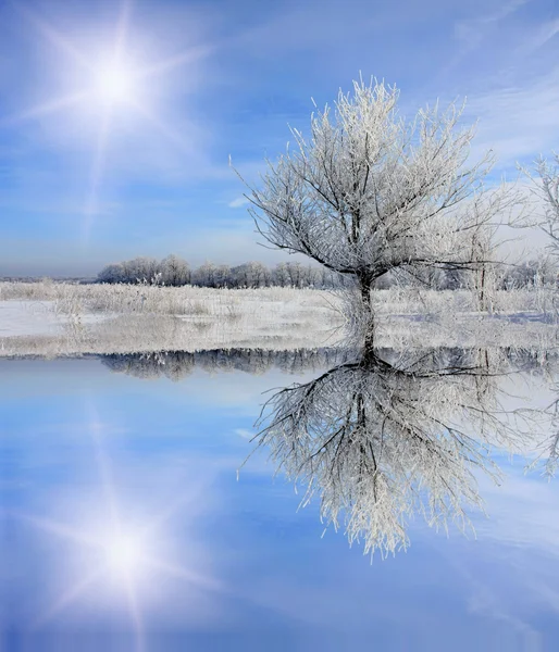 Зимнее дерево возле замёрзшего озера — стоковое фото