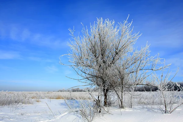 Дерево на зимнем поле — стоковое фото