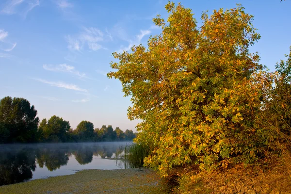 Autumn tree near river — Stock Photo, Image