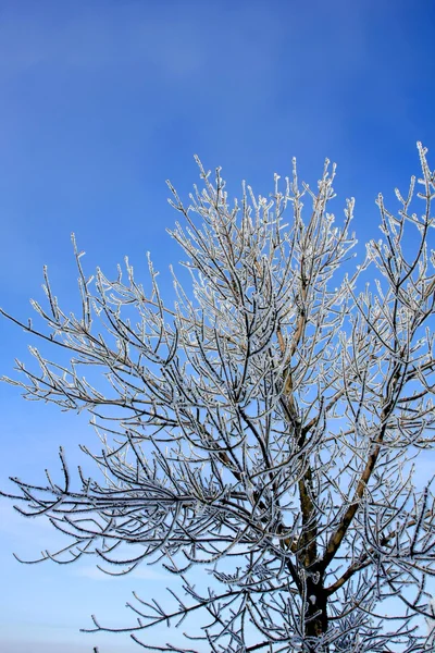 Strom na modré obloze pozadí — Stock fotografie