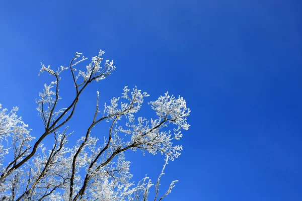 树枝上的白霜 — 图库照片